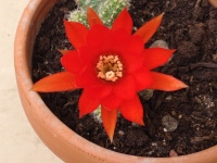 Cactus fiore rosso